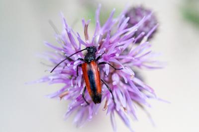 <i>Stenurella melanura</i>