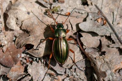 <i>Carabus auratus</i>