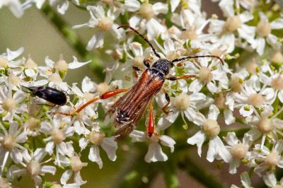 <i>Stenopterus rufus</i>