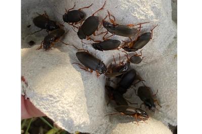 <i>Pseudoophonus rufipes</i>