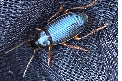 <i>Pseudoophonus rufipes</i>