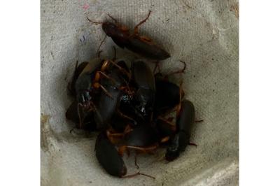 <i>Pseudoophonus rufipes</i>