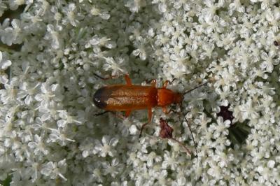 <i>Rhagonycha fulva</i>