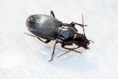 <i>Abax parallelepipedus</i>