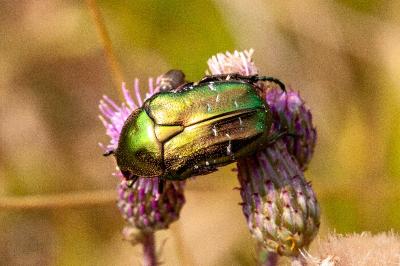 <i>Cetonia aurata</i>