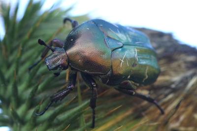 <i>Potosia cuprea</i>