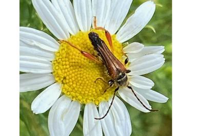 <i>Stenopterus rufus</i>