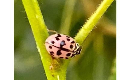 <i>Oenopia conglobata</i>