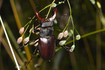 <i>Lucanus cervus</i>
