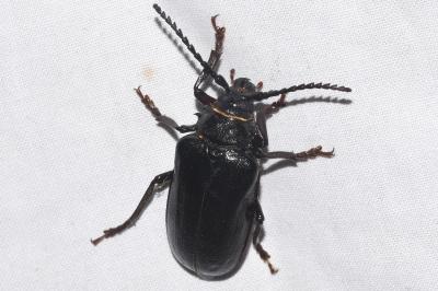 <i>Prionus coriarius</i>