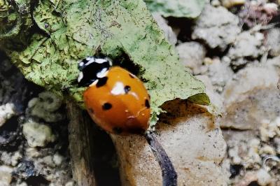 <i>Coccinella septempunctata</i>