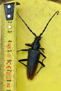 <i>Cerambyx cerdo</i>