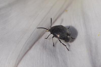 <i>Spermophagus</i>