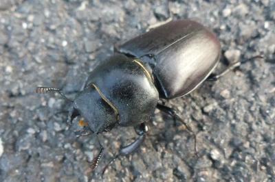 <i>Lucanus cervus</i>