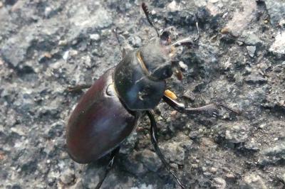 <i>Lucanus cervus</i>