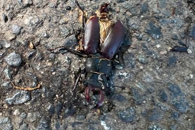 <i>Lucanus cervus</i>