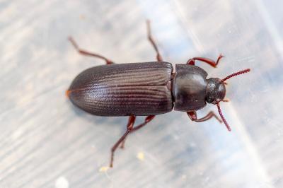<i>Tenebrio molitor</i>