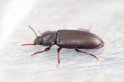 <i>Tenebrio molitor</i>