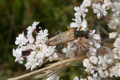 <i>Oedemera podagrariae</i>