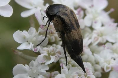 <i>Variimorda</i>
