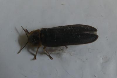 <i>Lampyris</i>
