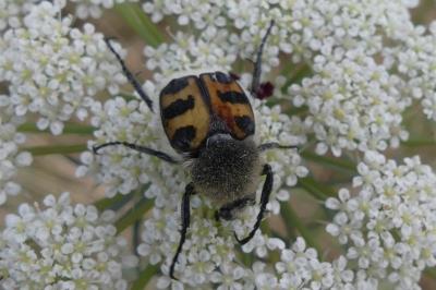 <i>Trichius</i>