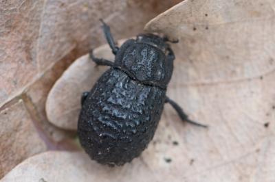 <i>Trox perlatus</i>