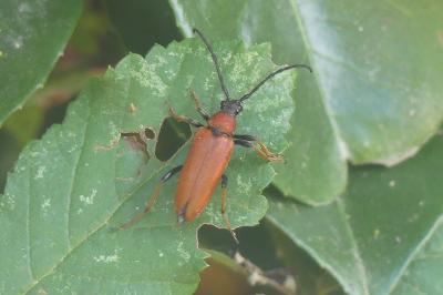 <i>Stictoleptura rubra</i>