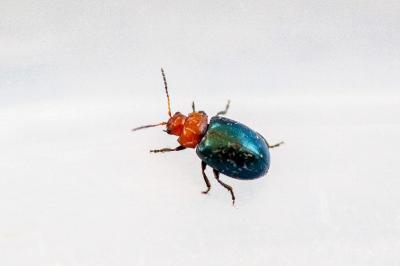 <i>Podagrica fuscipes</i>