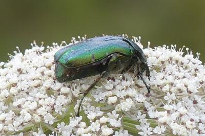 <i>Cetonia aurata</i>