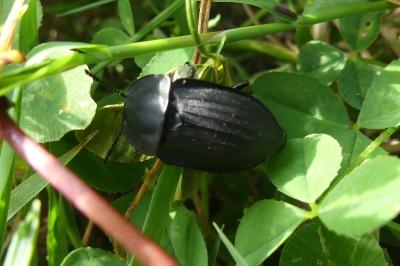 <i>Silpha carinata</i>