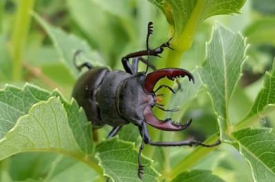 <i>Lucanus cervus</i>