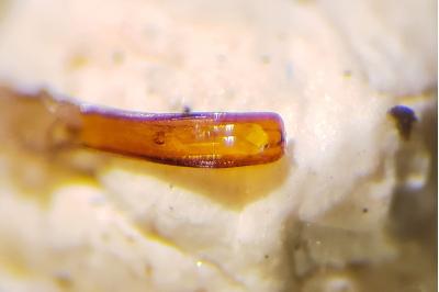 <i>Curculio glandium</i>