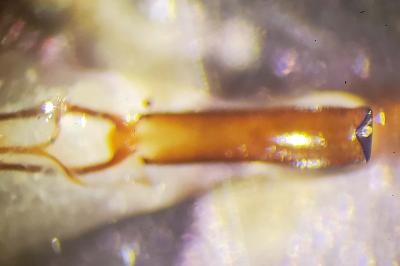 <i>Curculio glandium</i>