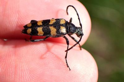 <i>Leptura quadrifasciata</i>
