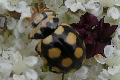 <i>Coccinula quatuordecimpustulata</i>
