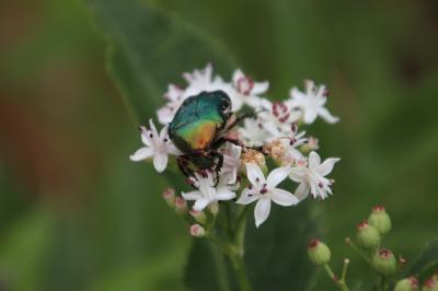 <i>Cetonia aurata</i>