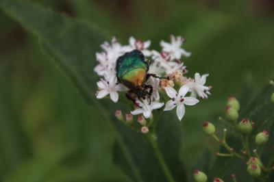 <i>Cetonia aurata</i>