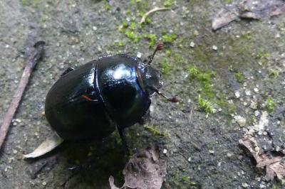 <i>Anoplotrupes stercorosus</i>