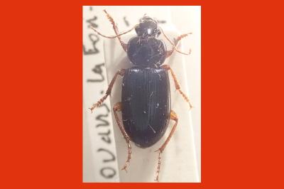 <i>Ophonus stictus</i>