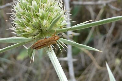 <i>Oedemera podagrariae</i>