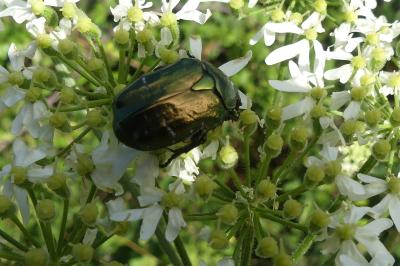 <i>Cetonia aurata</i>