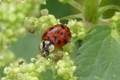 <i>Harmonia axyridis</i>