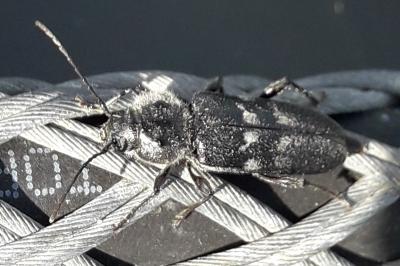 <i>Hylotrupes bajulus</i>