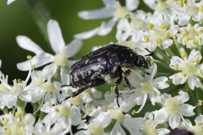 <i>Oxythyrea funesta</i>