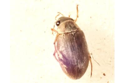 <i>Berosus affinis</i>