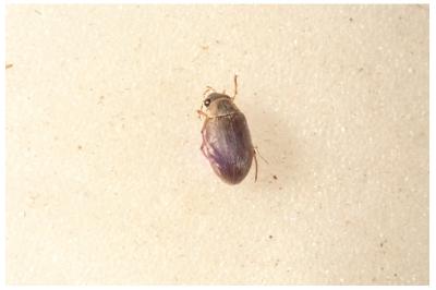 <i>Berosus affinis</i>