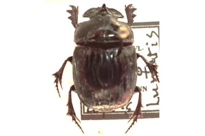<i>Copris lunaris</i>