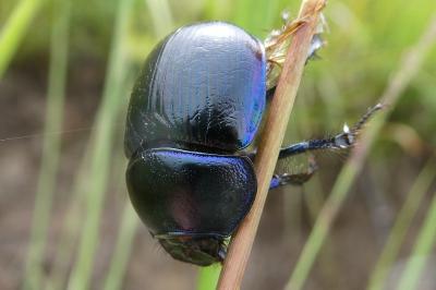 <i>Anoplotrupes stercorosus</i>