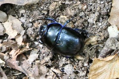 <i>Anoplotrupes stercorosus</i>